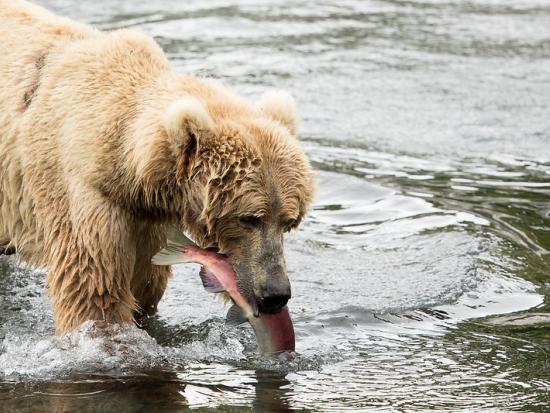 Light brown bear stands in a river with a fish in its mouth.