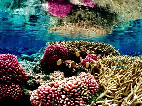 Brightly colored coral reef ecosystem at Palmyra Atoll National Wildlife Refuge.