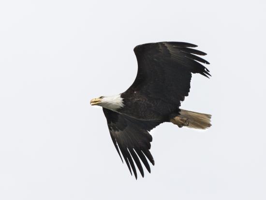 Bald eagle soaring in the sky with outstretched wings.