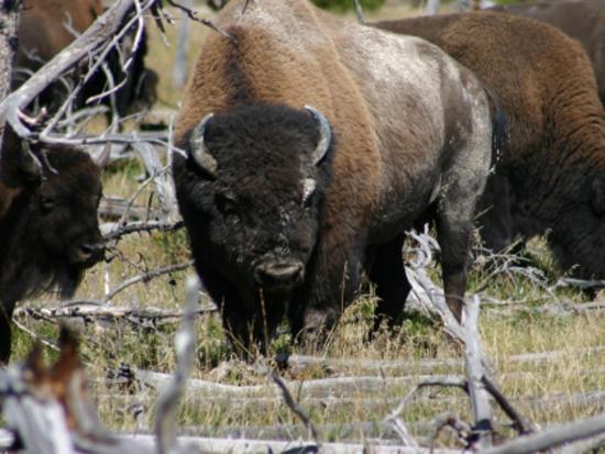 A group of bison standing in a field with white tree branches