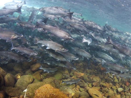 An underwater photo shows a mass of coho salmon swimming.