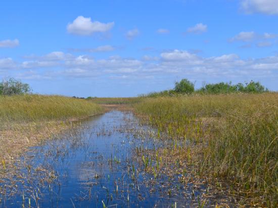 Wetland area with tall green grasses and cloudy blue sky.