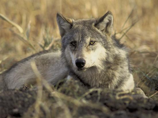 A large gray wolf laying in a grassy field.