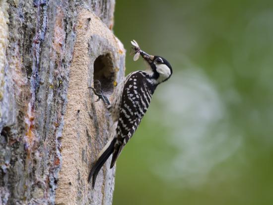 A black and white bird perches on a tree trunk and eats a bug.