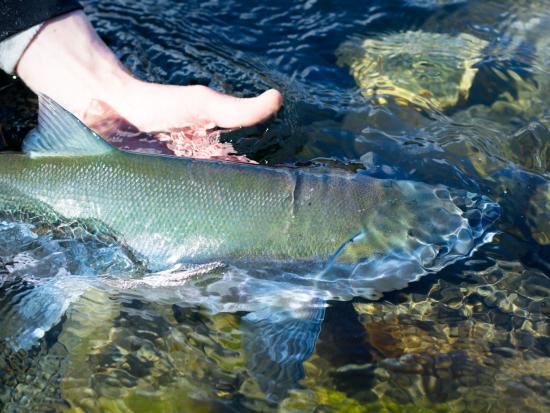 Person holding sockeye salmon on the Buskin River 