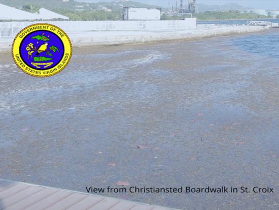 Sargassum seaweed piling up on USVI shores photo