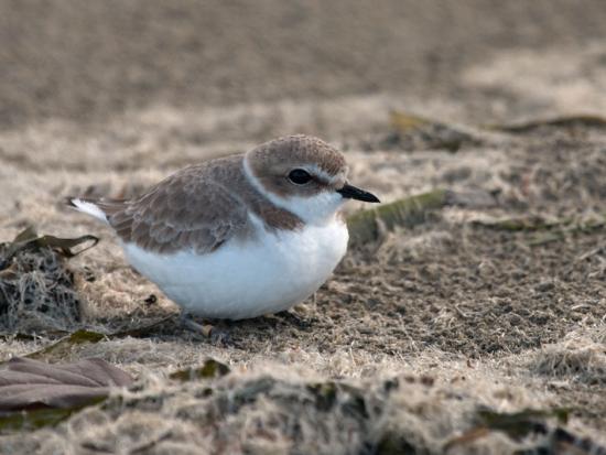Snowy plover, a brown bird with a white chest, sits in the sand.
