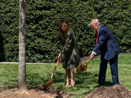 President Trump and the First Lady use shovels to ceremonially plant a tree.