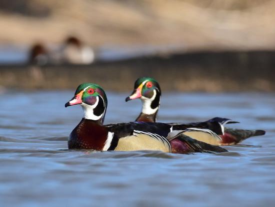 Two wood ducks at LaCreek National Wildlife Refuge