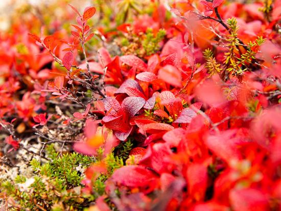 red foliage 