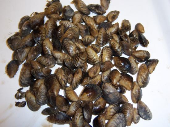 Handful of invasive quagga mussels on a white surface. 