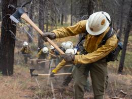 Line of firefighters in yellow jackets and hard hats using axes in woods. 
