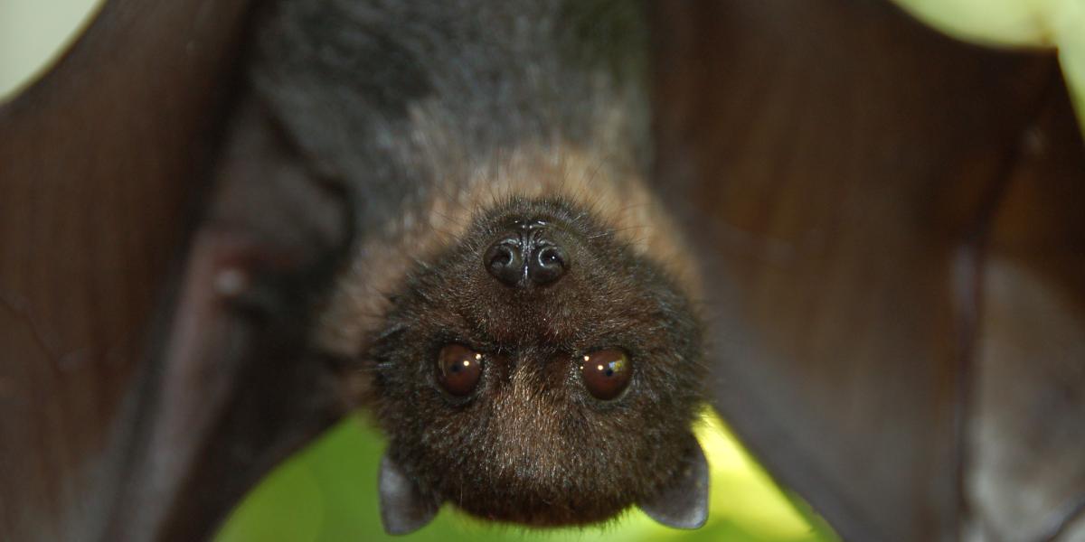 13 Awesome Facts About Bats | U.S. Department of the Interior