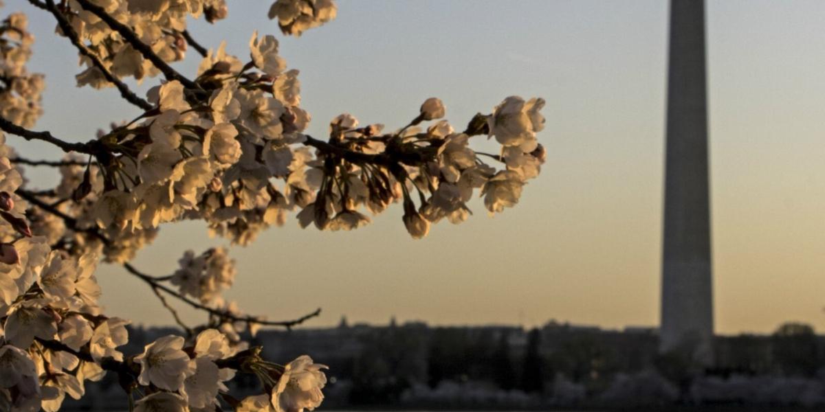 Unique Ways to Experience DC’s Cherry Blossoms Unique Ways to Experience DC’s Cherry Blossoms