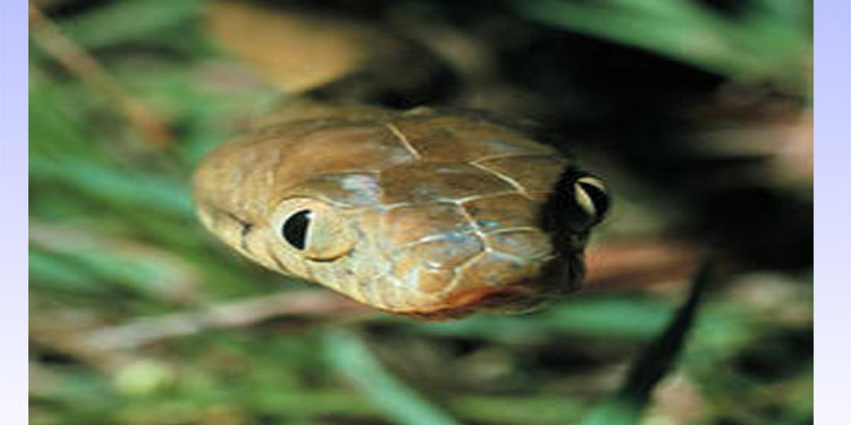 $2.8 million Provided to Combat Brown Tree Snake | U.S. Department of ...