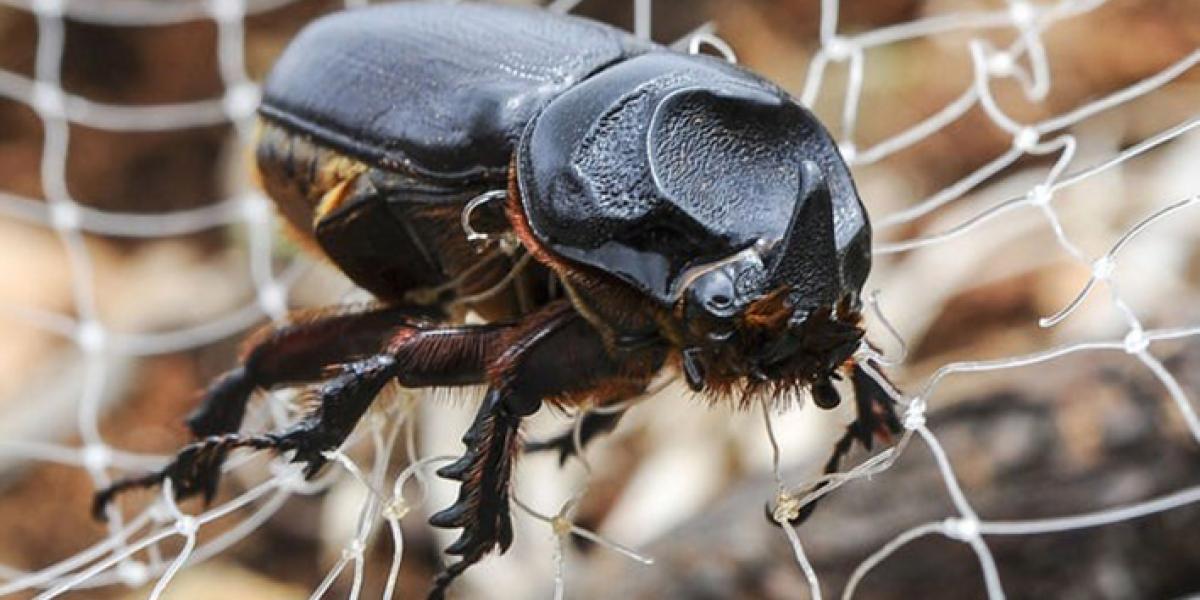 Interior Awards $942,206 to Eradicate Invasive Species in Insular Areas ...
