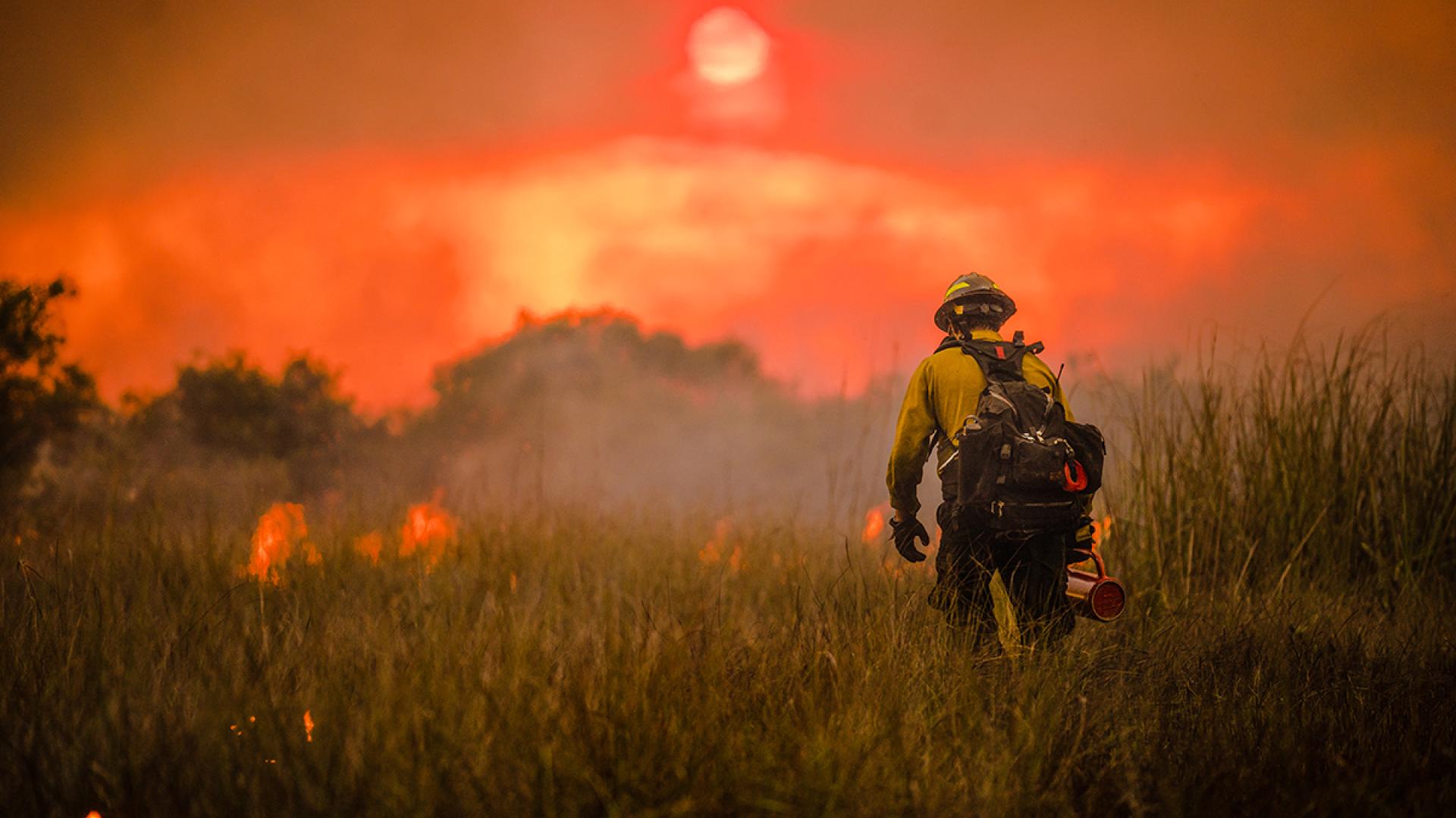 A firefighter works on a prescribed fire. Holding a drip torch, he walks away from the camera through knee-deep grass. Flames glow in small patches around him. In a hazy sky, a red sun lowers toward the trees on the horizon.
