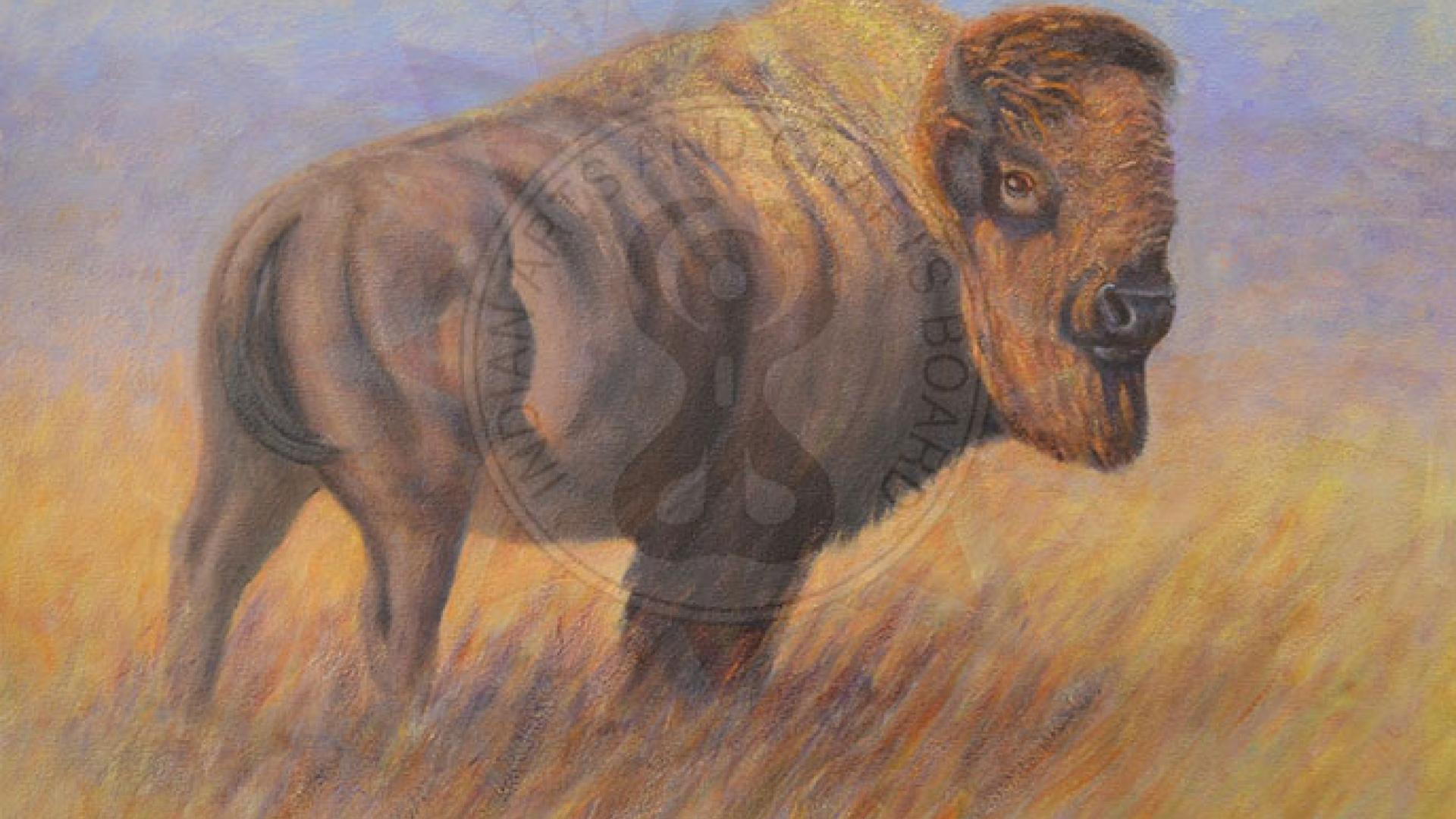 Painting of Buffalo