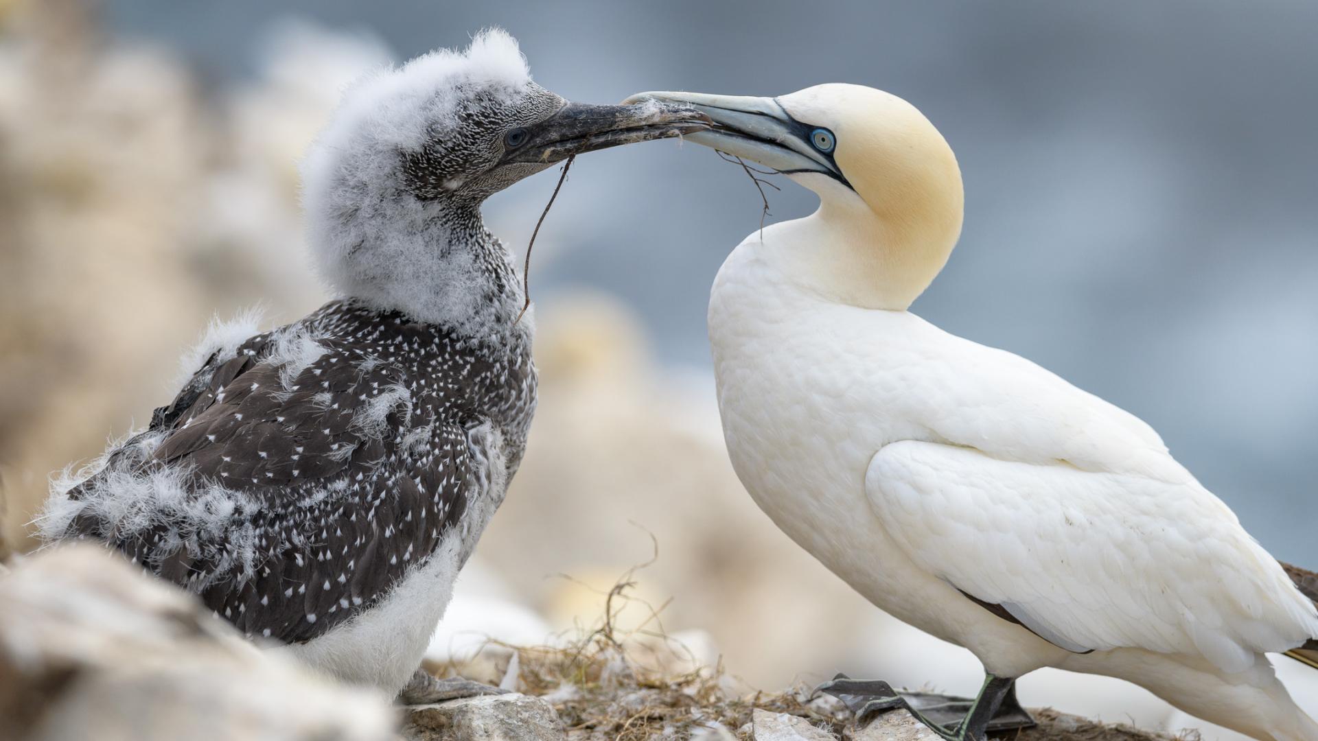 Gannet Parent and Chick With Nest Material 