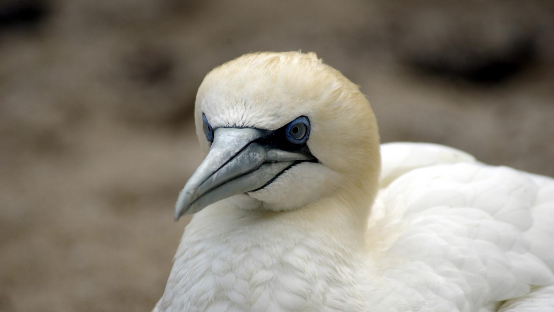 Gannet head
