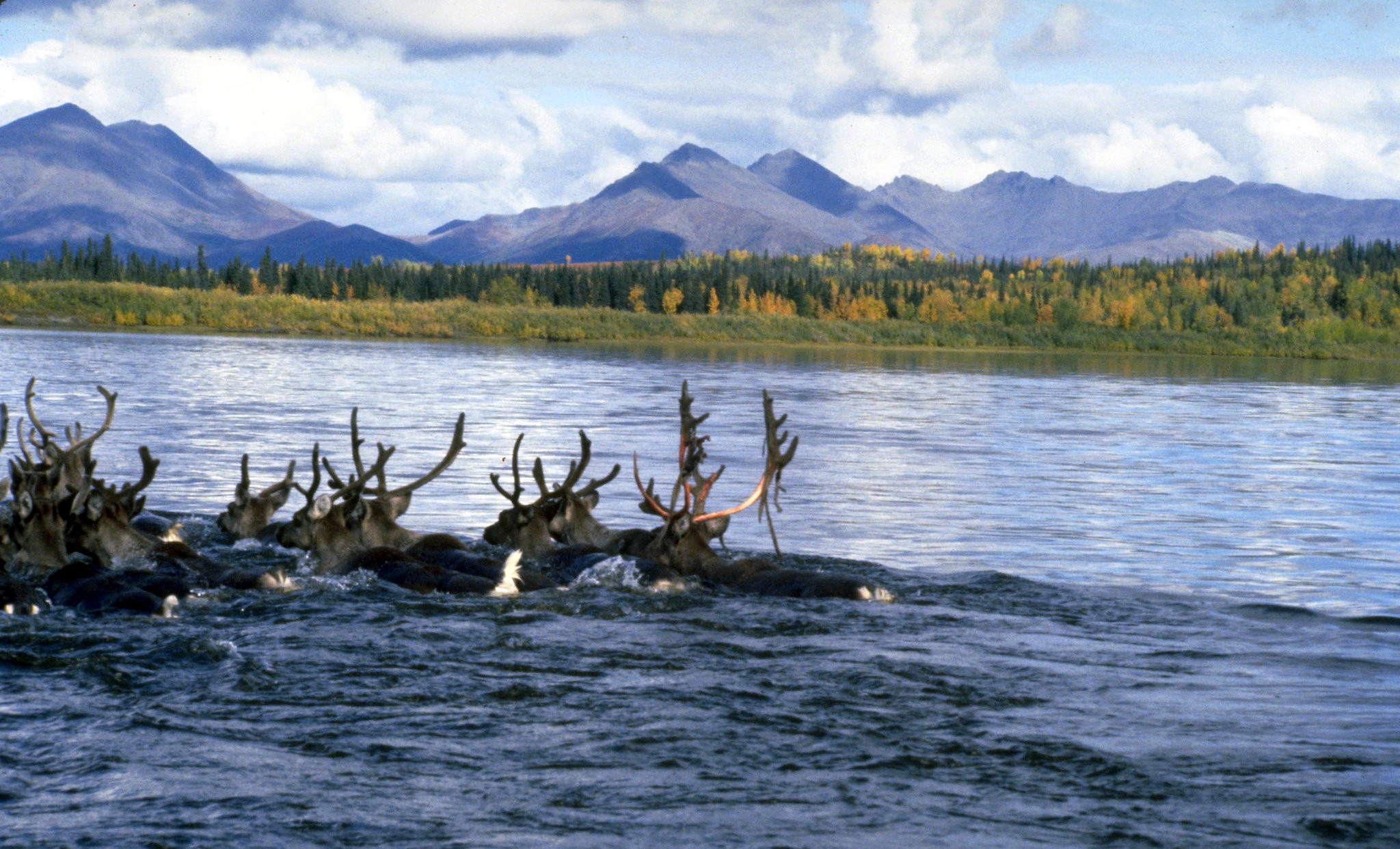 A small group of caribou swim across a wide river with a forest and mountains on the far bank.