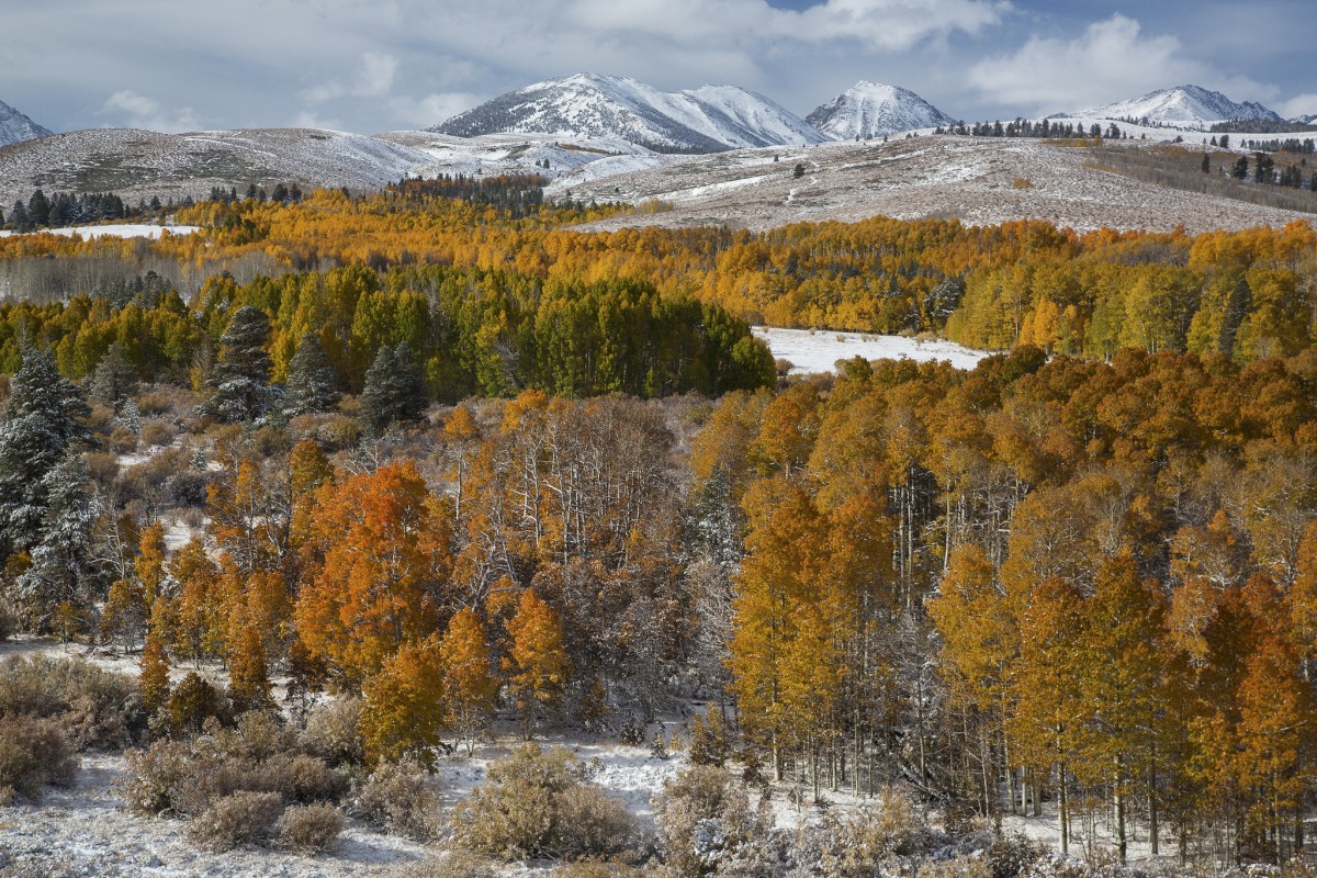 A forest of yellow trees dusted with snow covers a field that runs up to hills and mountains on the horizon.