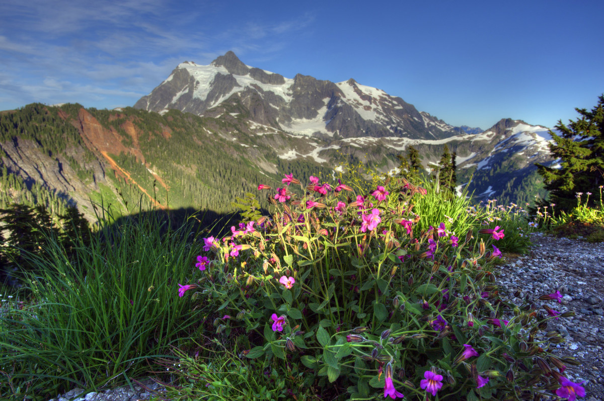 A clump of purple flowers grow from a bush on a hilltop with a large snow covered mountain behind it.